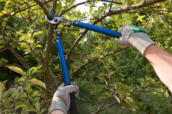 tree-trimming.jpg